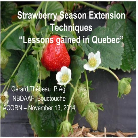 Strawberry cultivation | PPTX