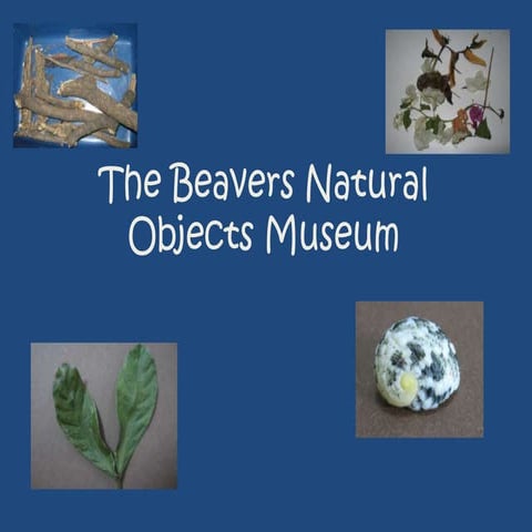 The beavers natural objects museum