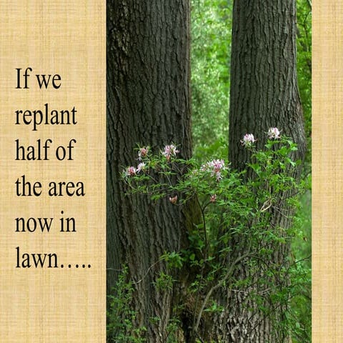 The Benefits of Trees Presentation