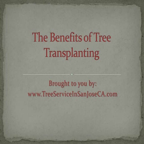 The Benefits of Tree Transplanting