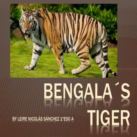 The Bengala Tiger by Leire