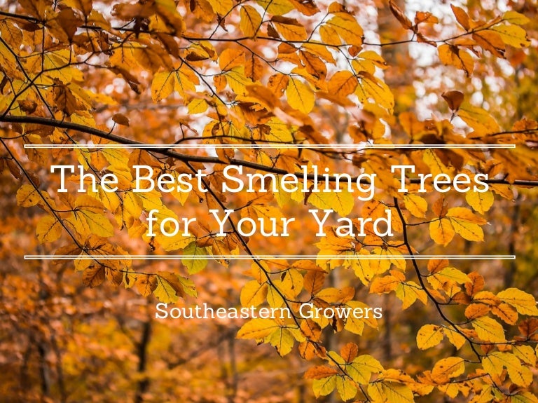 Southeastern Growers The Best Smelling Trees For Your Yard