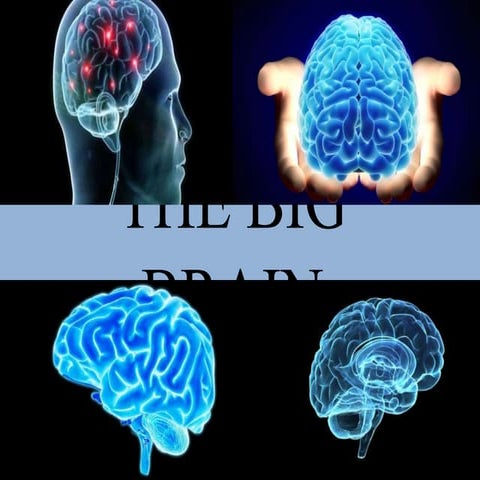 The big brain 