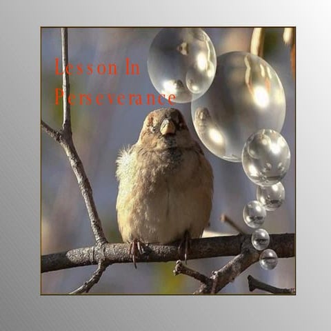 The Birds Ig Pr By Rcdohare