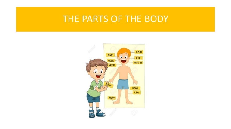 The body parts