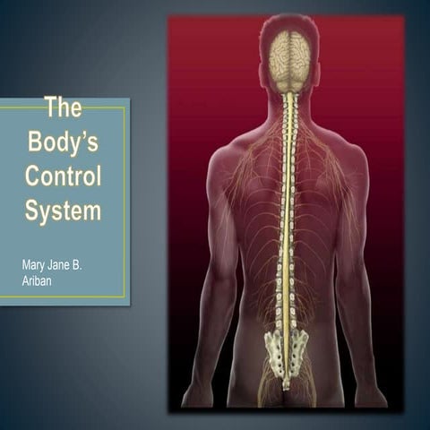 The_Body_s_Control_System.pptx;filename= UTF-8''The Body_s Control System.pptx