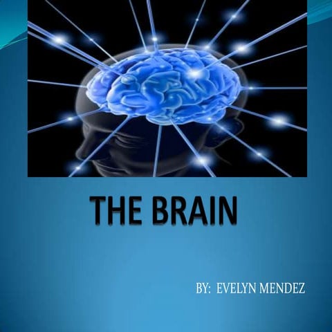 The Brain