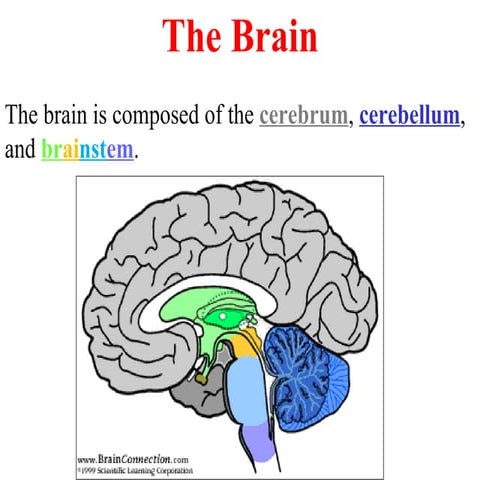 The brain