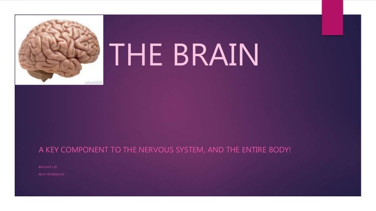 The brain