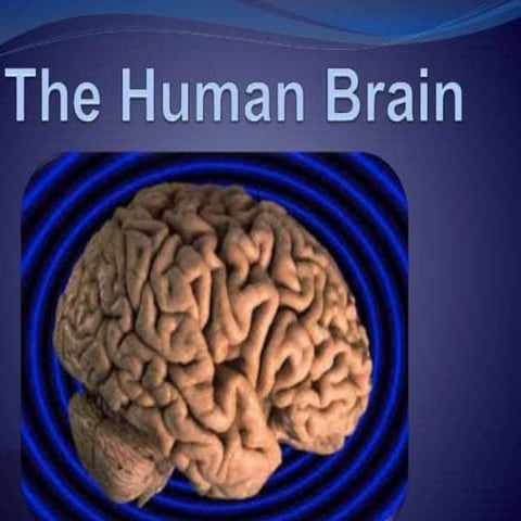 The brain