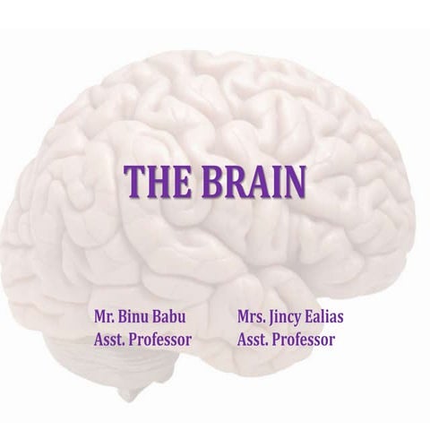 The Brain