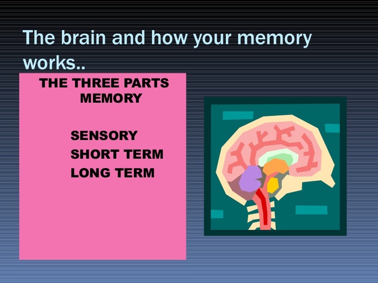 The brain and how your memory works