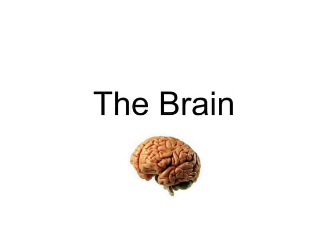 Basic Brain Anatomy