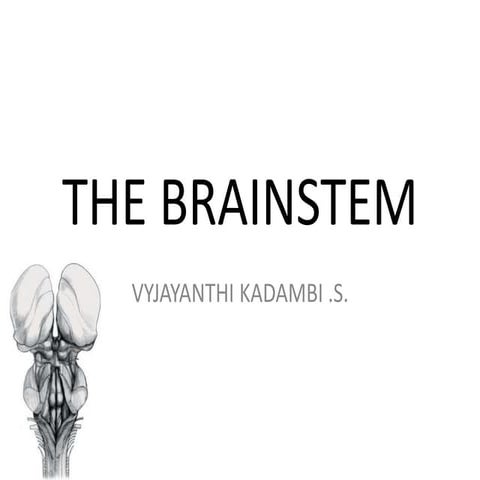 The brainstem