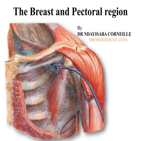 The breast and pectoral region