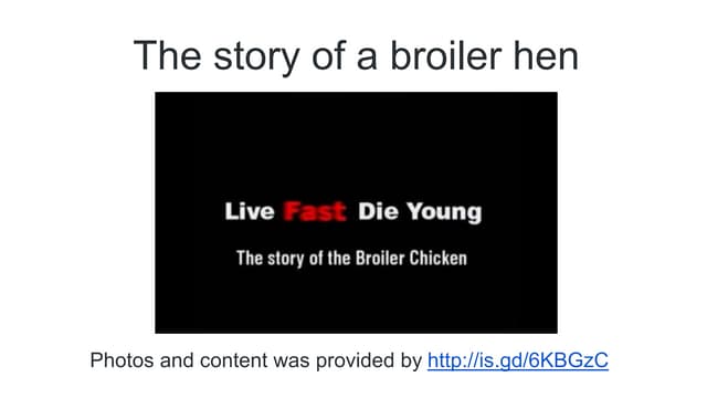 The broiler hen 
