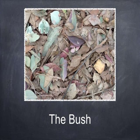 The bush by Bethany