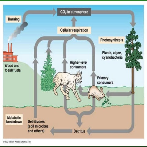 The Carbon Cycle