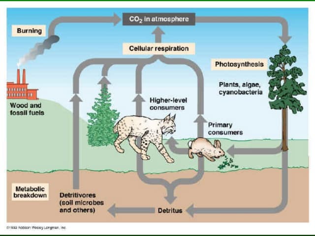 The Carbon Cycle