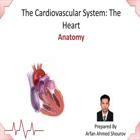 Cardiovascular system