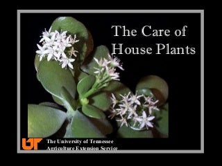 The Ultimate Guide To Types Of Epiphyllum