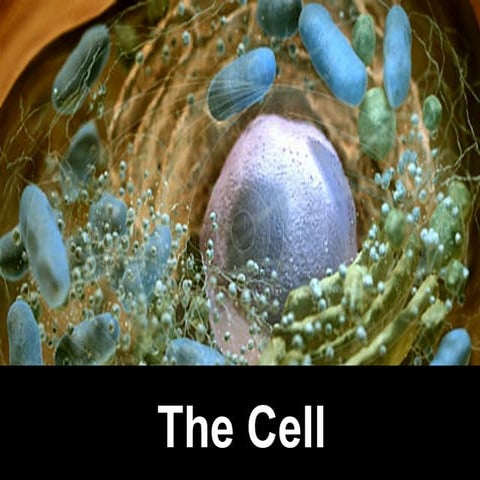 The cell | PPT