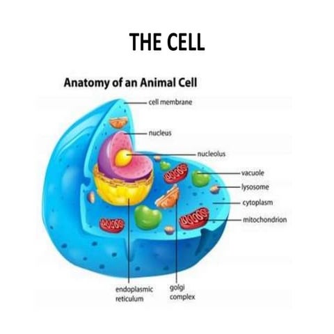 The cell and Cell's Organells