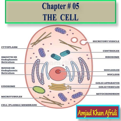 The cell