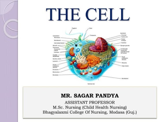 Parts of cell and their functions | PPTX
