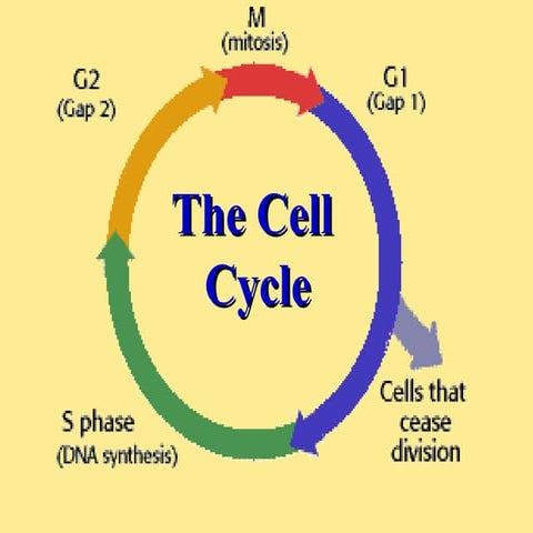 Cell Cycle Notes