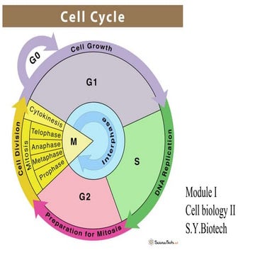 The Cell Cycle.pptx Biology Diagrams