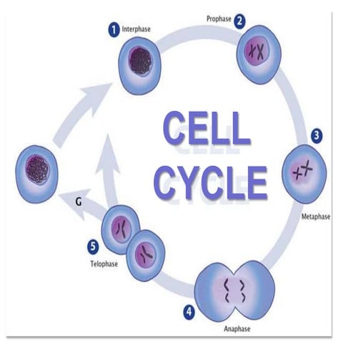 Cell cycle and regulation | PDF