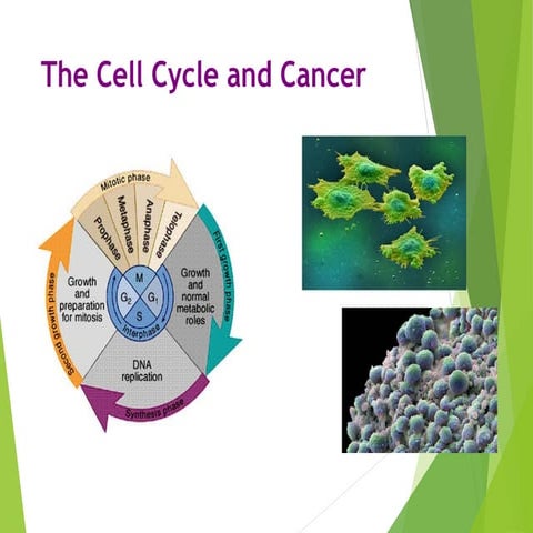 The cell cycle and cancer Biology Diagrams