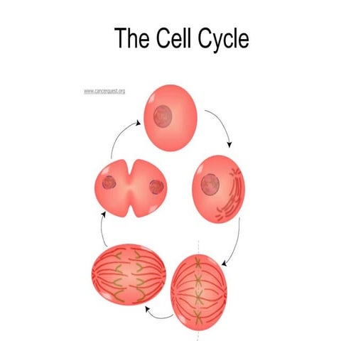 The cell cycle presentation teacher version 08