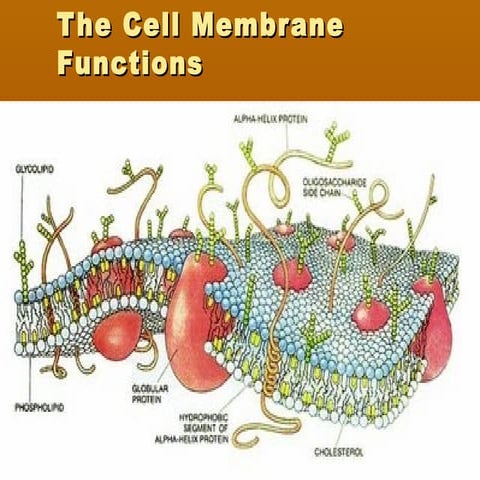 The cell membrane function
