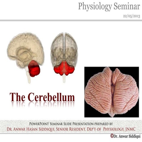 The cerebellum
