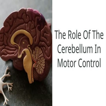 Role of the Cerebellum in Motor Control.pptx