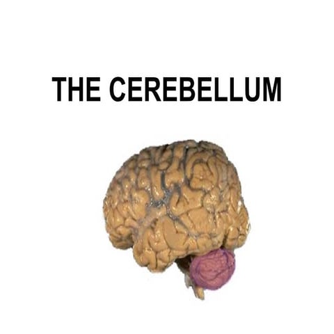 The cerebellum demo