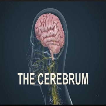 ANATOMY OF THE CEREBRUM WITH CLINICAL ANATOMY.pptx