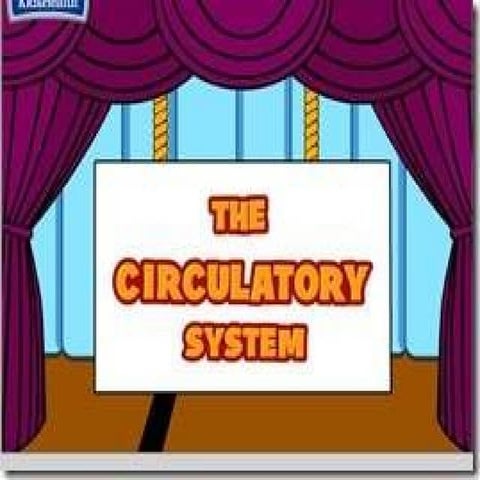 The circulatory system