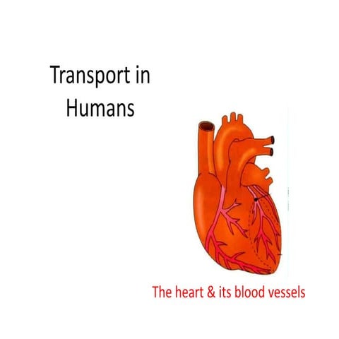 The circulatory system