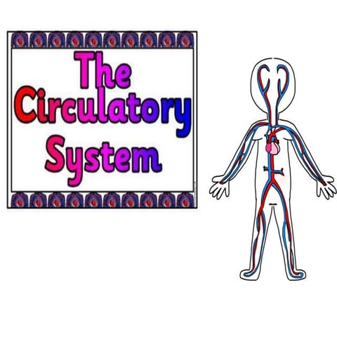 The circulatory system 2