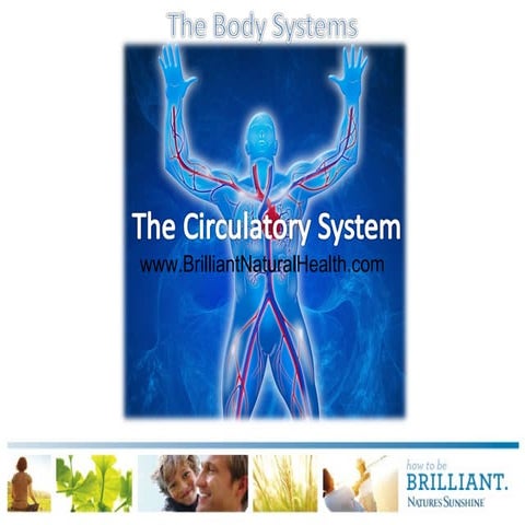 The Circulatory System Explained