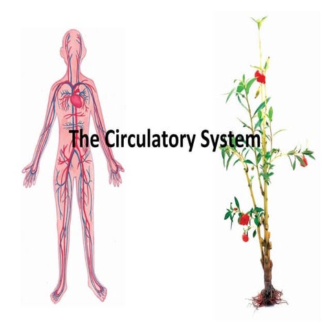 The Circulatory System