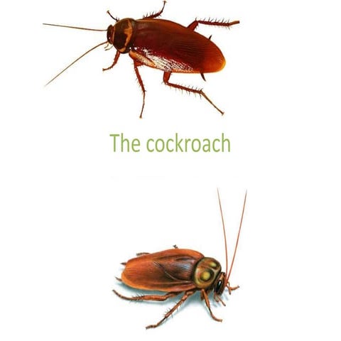 The cockroach