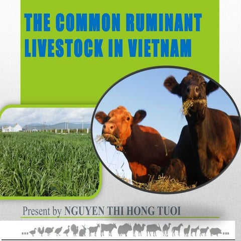 The common ruminant in vietnam