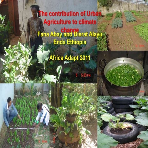 Fana Abay - The contribution of urban agriculture to climate change