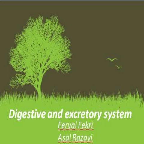 Digestive and excretory system 