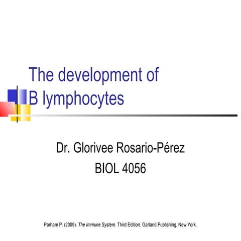 The development of b lymphocytes