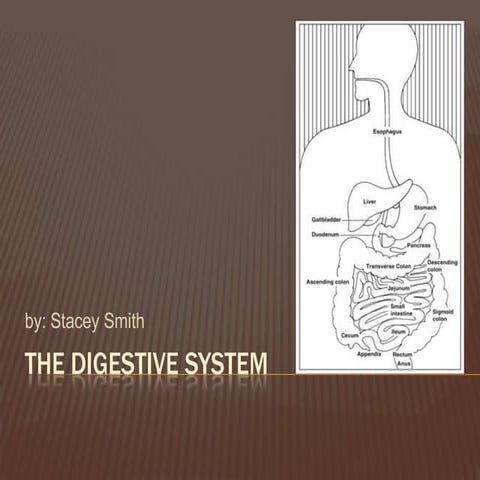 Digestive System, lecture powerpoint Grade 8.pptx